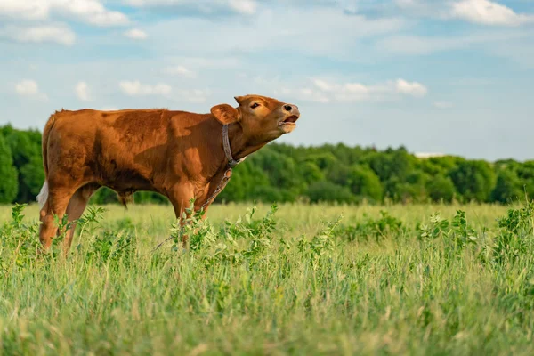 Calf moos standing on green meadow — 스톡 사진