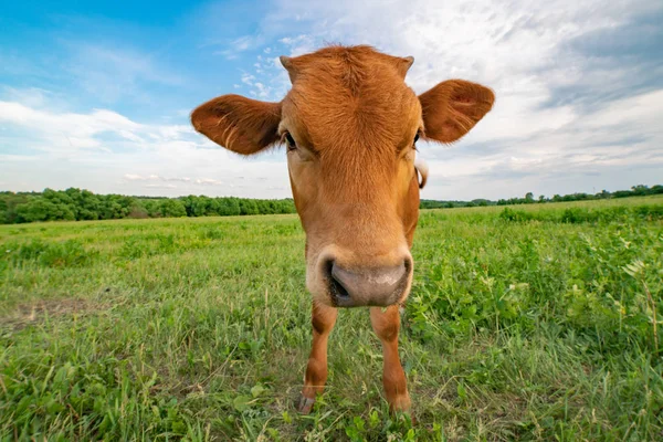 Vicces borjú áll egy zöld rét, fényképezett egy nagy látószögű lencse. — Stock Fotó