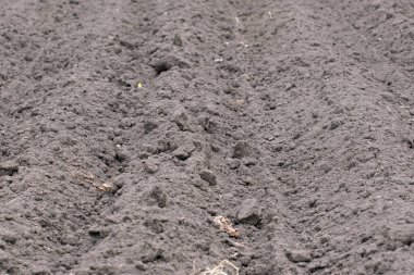 verimli kara toprak, yakın çekim, seçici odaklanma