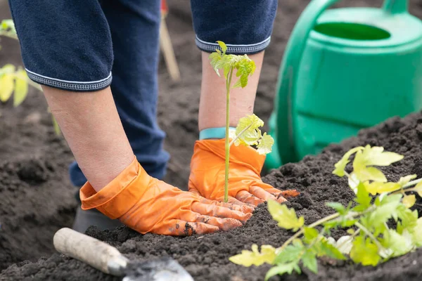Bereketli çernozem toprağına domates ekiyorum. Yakın plan.