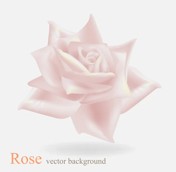 Light beautiful rose card Stock Illustration