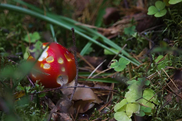 Amanita giftig svamp i skogen. — Stockfoto
