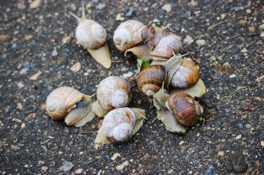 Large grape snails on wet pavement.