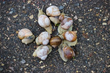 Large grape snails on wet pavement.
