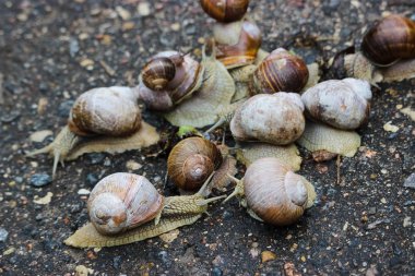 Large grape snails on wet pavement.