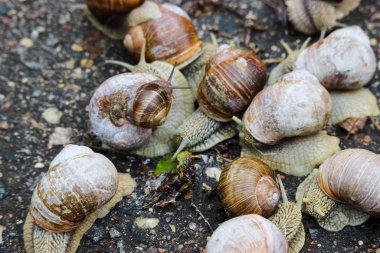 Large grape snails on wet pavement.