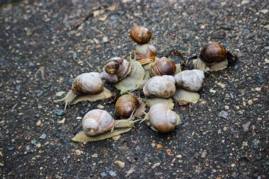 Large grape snails on wet pavement.