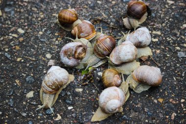 Large grape snails on wet pavement.