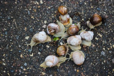 Large grape snails on wet pavement.