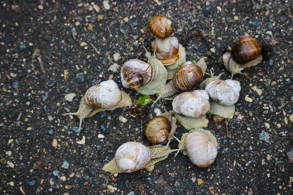 Large grape snails on wet pavement.