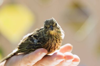 A disheveled frightened chick falling out of the nest on the palm of a person.