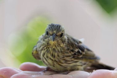 A disheveled frightened chick falling out of the nest on the palm of a person.