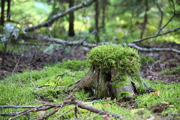 Starý strom, pařez porostlý mechem v jehličnatém lese, krásná krajina. — Stock fotografie