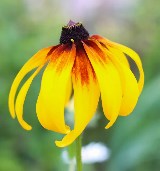 Rudbeckia Echinacea Goldsturm Gelbe Blume — Stockfoto