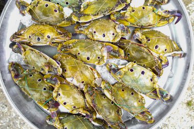 Satmak için taze Yengeç 