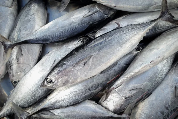 Ikan mentah untuk dijual — Stok Foto