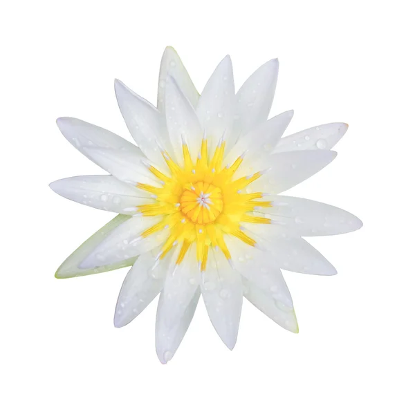 Flor de lótus branco — Fotografia de Stock