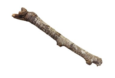 dalını yedeklemek kapatın 