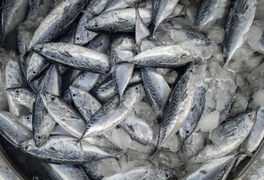 çiğ balık için satmak 