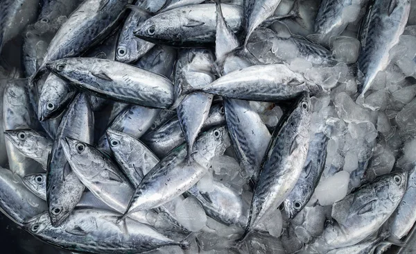 Rauwe vis voor verkopen — Stockfoto