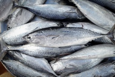 çiğ balık için satmak 