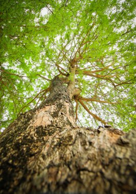 Ağacın en iyi görünümünün resmi 