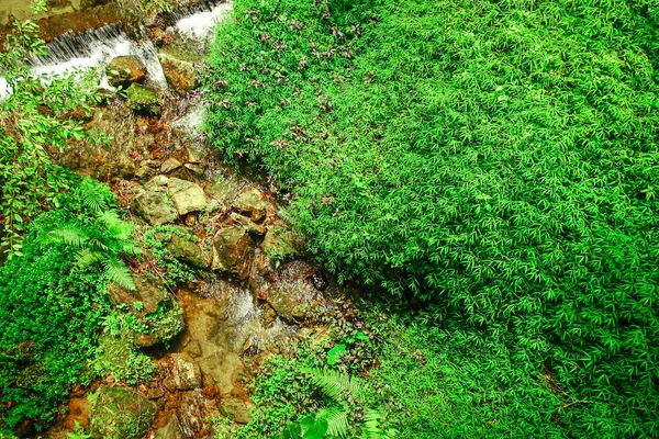 自然の小さな植物 — ストック写真