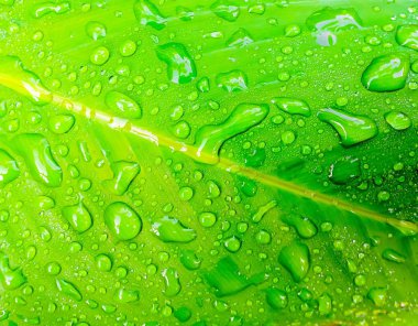 su damlası olarak taze yaprak yeşil 