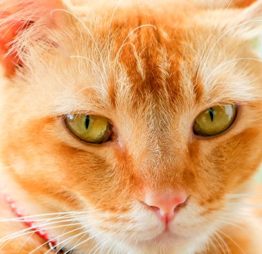 Sarı kedi yüz
