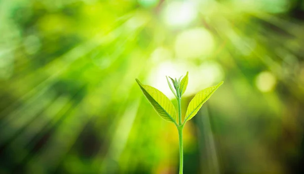 New fresh small plant growth up on green blurred nature — Stock Photo, Image