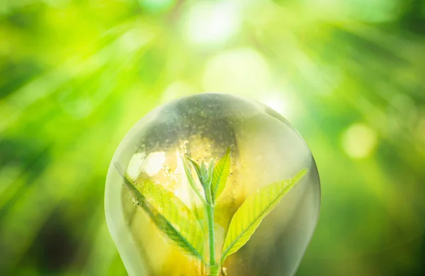 Verse groene kleine plant in gloeilamp — Stockfoto