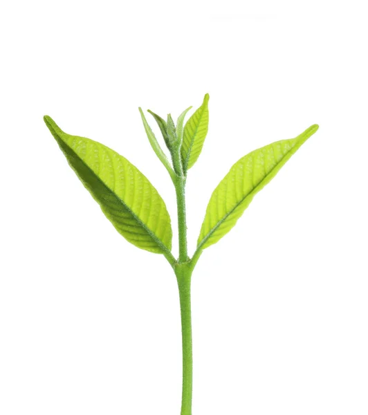 Świeży zielony małych roślin z lasu — Zdjęcie stockowe