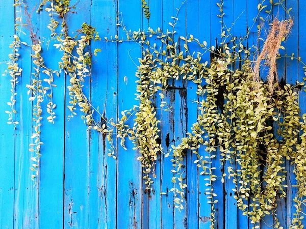 Μικρό φυτό για το παστέλ μπλε ρουστίκ — Φωτογραφία Αρχείου