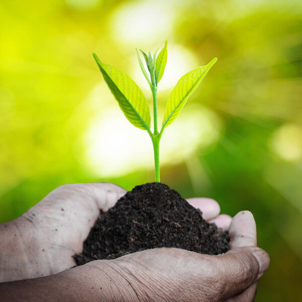 Human hand holding fresh small plant 