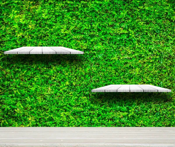 Weiche weiße Holzregale mit frischen grünen kleinen Pflanzen Hintergrund — Stockfoto
