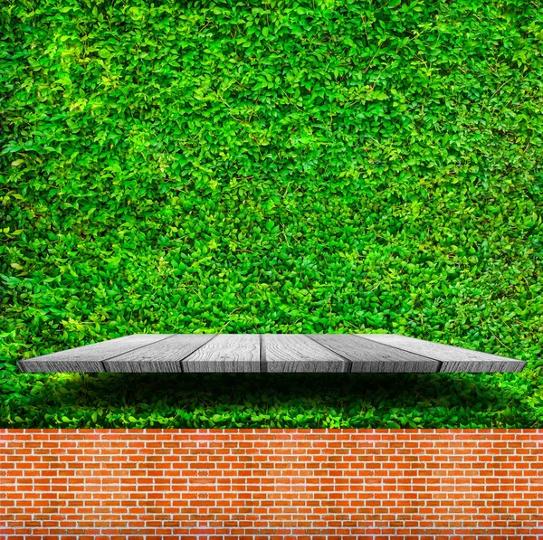 Wooden shelves with fresh green small plants background — Stock Photo, Image