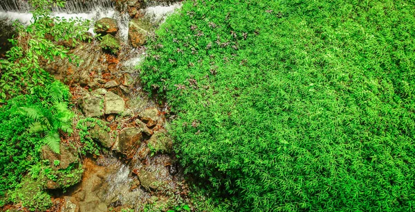 Natuurlijke achtergrond van groen gras — Stockfoto