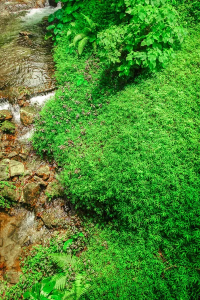 緑の草の自然背景 — ストック写真