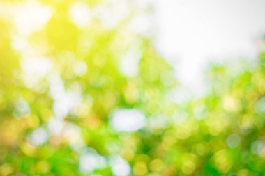 Yeşil doğa arkaplanı