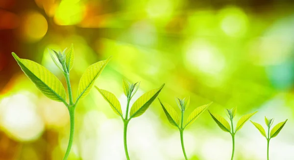 Natuur achtergrond wazig achtergrond — Stockfoto