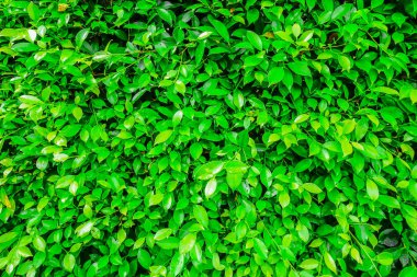 Güzel yeşil çimen dokusu