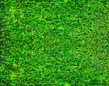 yeşil çimen dokusu 