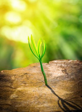 Sabahın köründe genç bir bitki