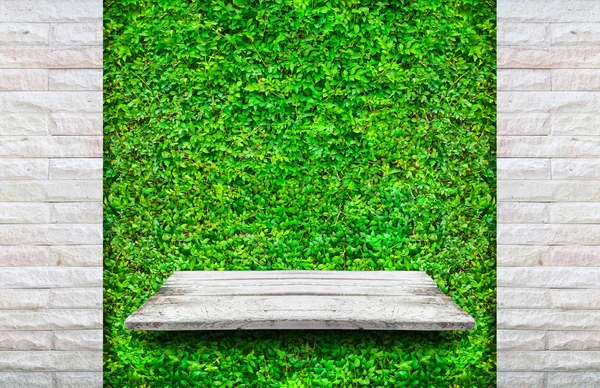 Wooden shelves with fresh green small plants — Stock Photo, Image