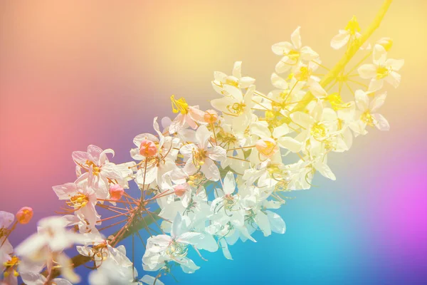 美しいカラフルな新鮮な春の花 — ストック写真