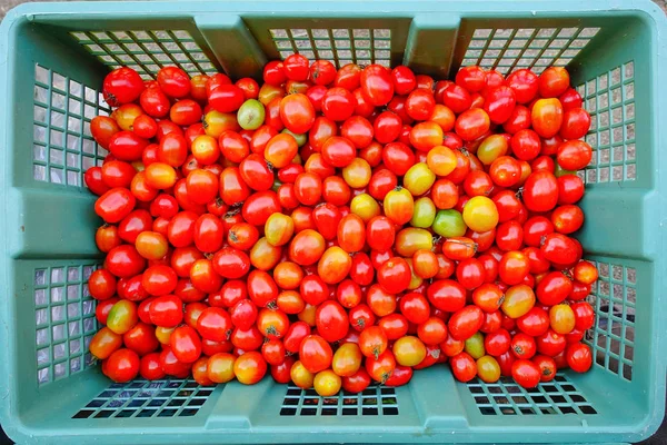 Φρέσκες ντομάτες στο καλάθι — Φωτογραφία Αρχείου