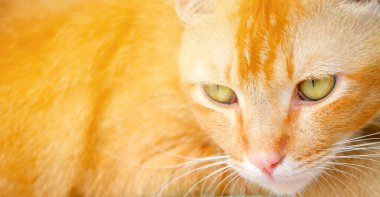 Çimento rustik düğüm