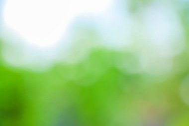 Taze yeşil doğa bulanık arka plan