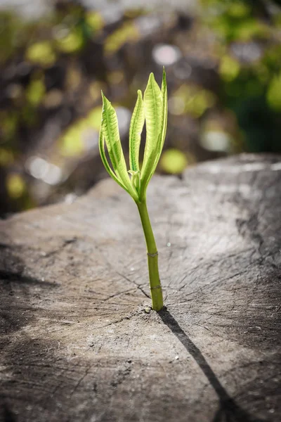 Nouvelle croissance de l'arbre sur l'arbre souche mort que le concept d'entreprise peut être le succès — Photo