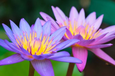 Pembe louts su çiçeği